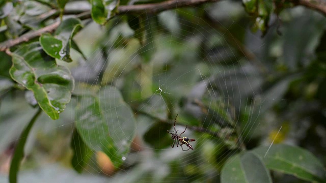 蜘蛛网间隔拍摄视频素材