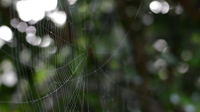 蜘蛛网和风力视频下载