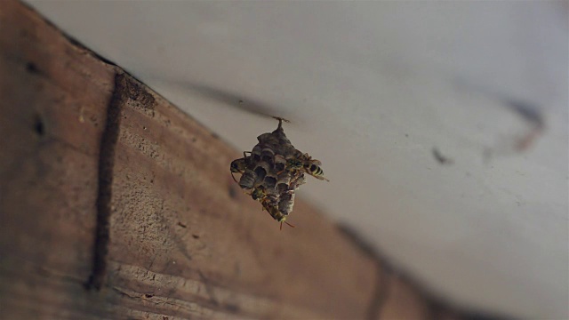 黄蜂的巢两视频下载