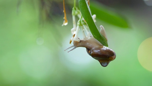 下雨天，蜗牛在叶子上视频下载