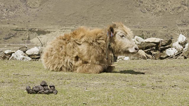 喜马拉雅牦牛位于尼泊尔的群山之中。Manaslu电路长途跋涉。视频素材