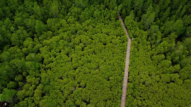 泰国罗永县普拉赛河口的东叉通红树林或金红树林视频素材