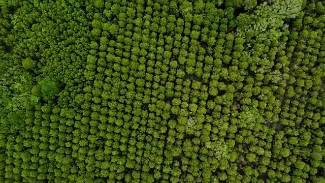 泰国罗永县普拉赛河口的东叉通红树林或金红树林视频素材
