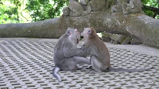 两只猴子在巴厘岛乌布的猴子森林里打架玩耍。正常速度和慢动作的镜头。视频素材