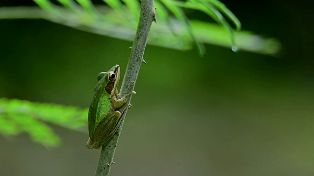 绿色的青蛙栖息在树上。视频素材
