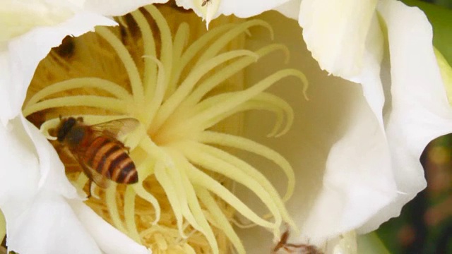 龙花蜂视频素材