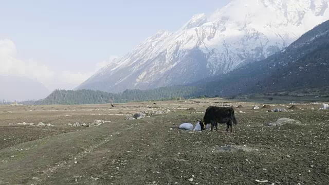 喜马拉雅牦牛在尼泊尔的群山中吃草。Manaslu电路长途跋涉。视频素材