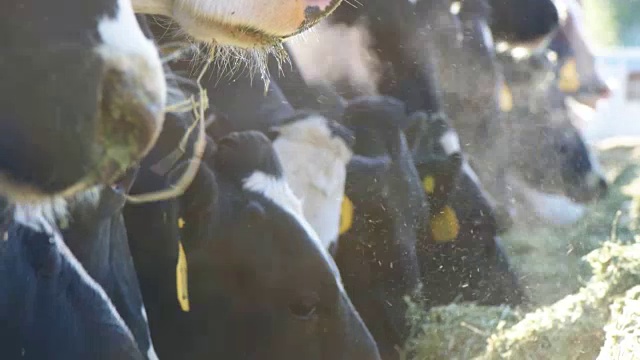 闭上鼻孔和奶牛的蒸汽呼吸视频下载