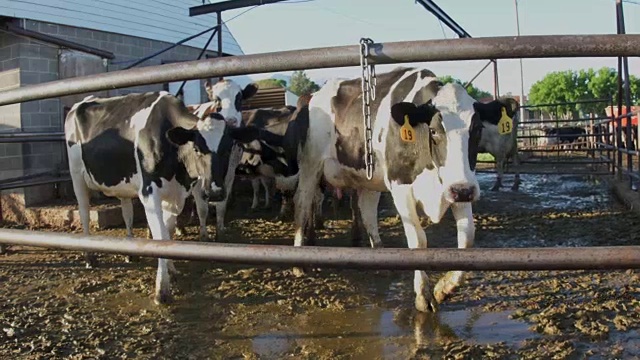 奶牛在挤奶棚旁边的圈里视频下载