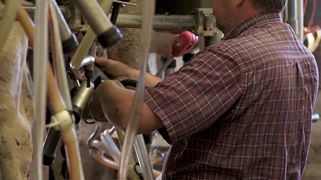 农夫在他的奶牛场的挤奶棚里工作视频素材