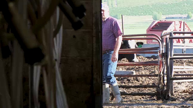农夫在他的奶牛场的挤奶棚里工作视频素材