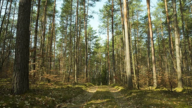 森林之路——四季视频素材