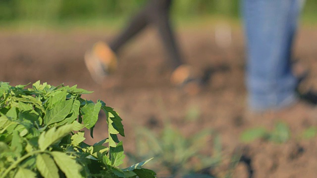 在一个蔬菜种植园里，一个女人和一个男人在地里种着绿色的西红柿嫩芽。视频素材