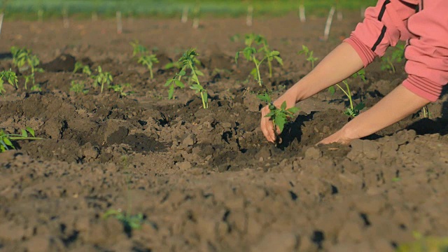 在一个蔬菜种植园里，女性手在地上种植年轻的绿色的西红柿芽。视频素材