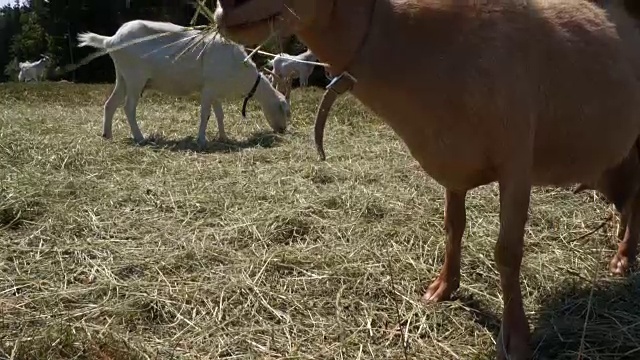 草地上的山羊吃干草视频下载