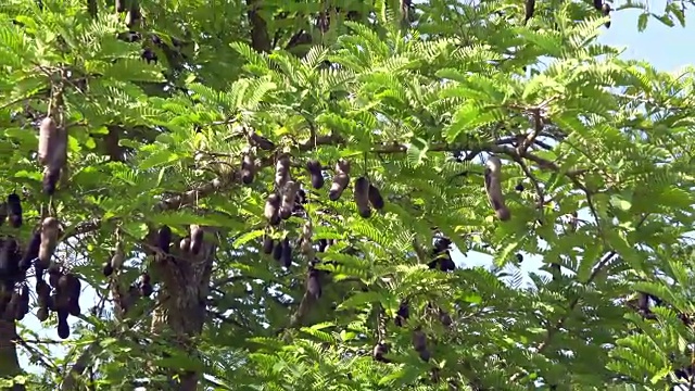 古巴，圣克拉拉:结满果实的罗望子树视频素材