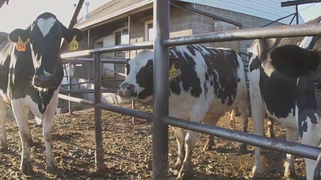 近距离的奶牛围场旁边的挤奶棚试图舔镜头视频下载