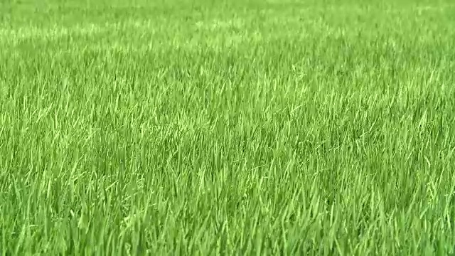 绿色的草在风中摆动视频下载