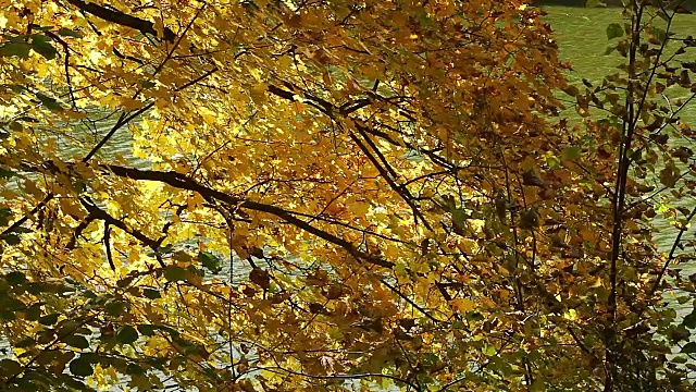 黄的秋叶视频素材