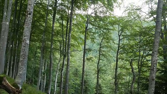 在一个夏日的山毛榉树林里四处张望。视频素材