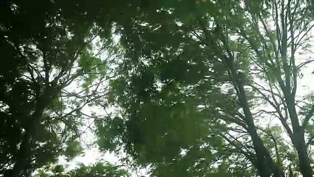 绿树在暴风雨中弯曲视频下载
