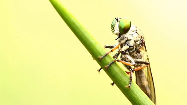 蜻蜓握在叶子上，泰国清迈视频素材