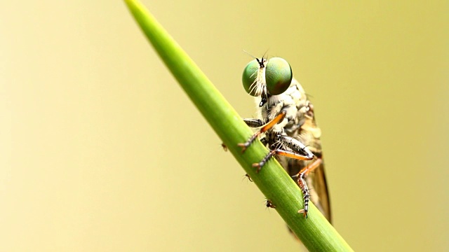蜻蜓握在叶子上，泰国清迈视频素材