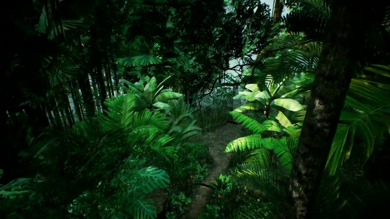 时光流逝的景色，美丽的绿色丛林。4 k视频下载
