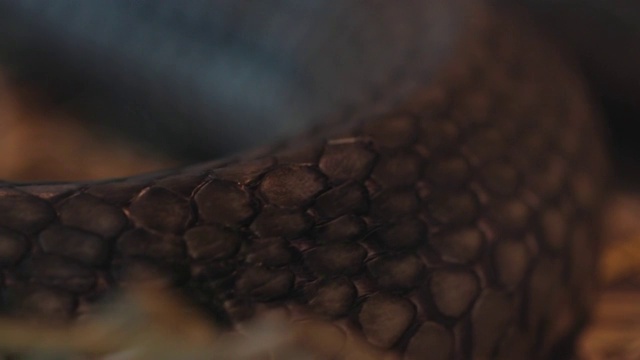 眼镜王蛇爬视频素材