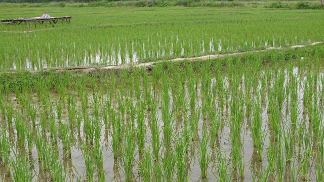 泰国的稻田视频素材