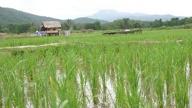 泰国的稻田视频素材
