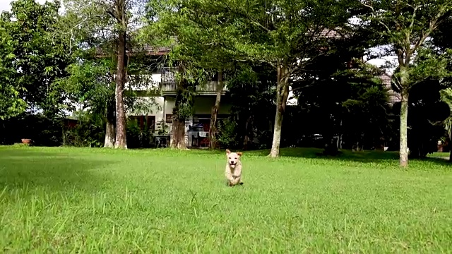 一只小狗快乐地跑过长满绿草的花园视频素材