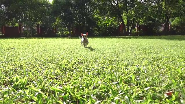 一只小狗快乐地跑过长满绿草的花园视频素材
