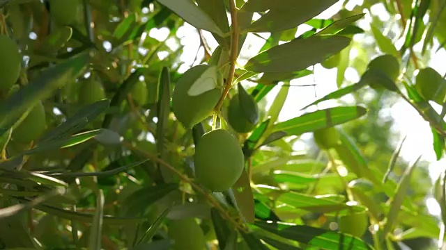 在明亮的阳光下，长着绿色橄榄的树枝视频下载