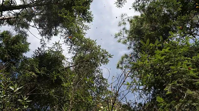 成千上万的帝王蝶在树林中飞舞，皮德拉赫拉达保护区(布拉沃谷)视频下载