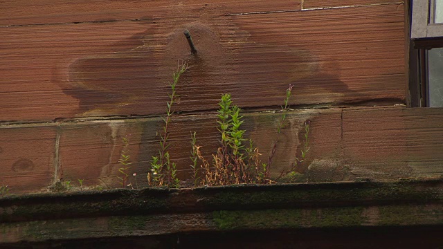 在苏格兰格拉斯哥的戈万，雨水滴在石雕上，杂草从一幢公寓楼的窗台上发芽。视频素材