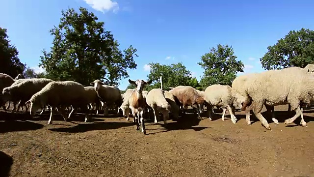 森林里的羊圈视频素材