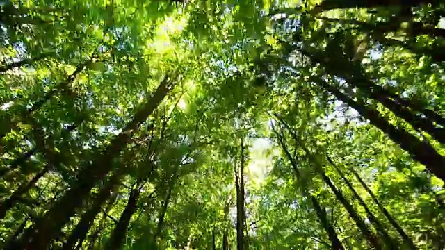 穿越阳光森林视频素材