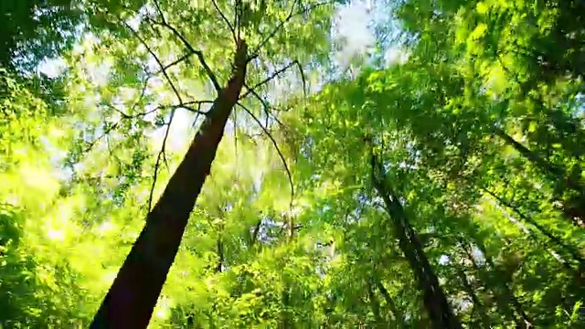 穿越阳光森林视频下载