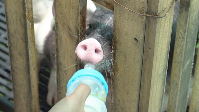 4K:猪吃牛奶视频下载