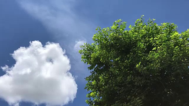 树叶和云天空。视频素材