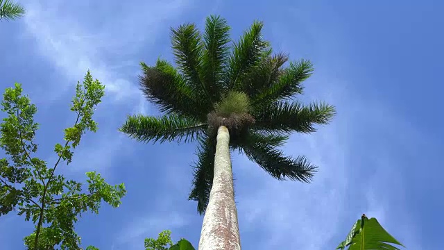 圣克拉拉，古巴:皇家棕榈(Roystonea regia)，在蓝色晴朗的天空低角度观看视频素材
