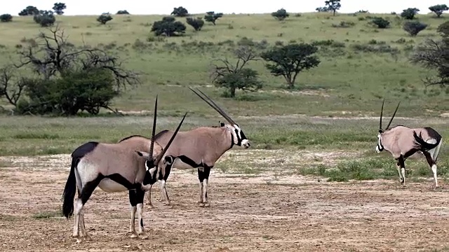南非喀拉哈里的大羚羊、瞪羚视频素材