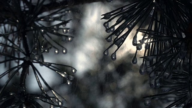 太阳下的雨滴从松针上落下，在慢镜头中模糊了森林背景。视频下载