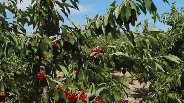 满园都是成熟的樱桃树视频素材