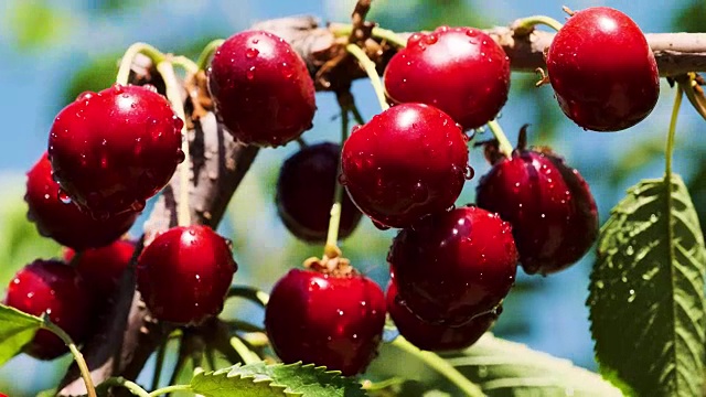 天然新鲜樱桃，挂在樱桃树上。水果食物，甜樱桃树特写和总体计划。视频素材