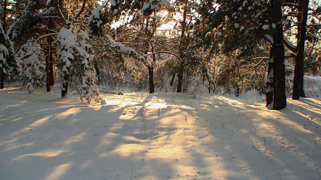 4K时间的雪景在森林与日落和透过树木的光芒。视频素材