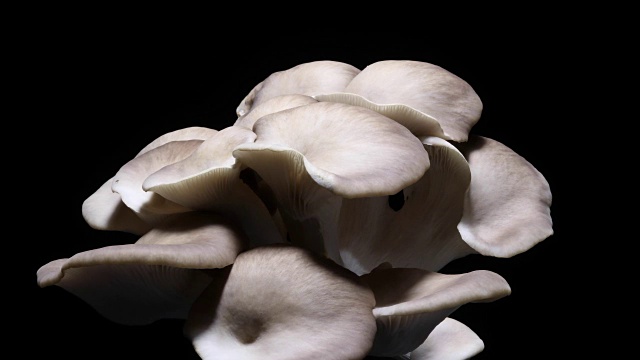 蘑菇生长时间流逝黑色背景DCI4K视频素材