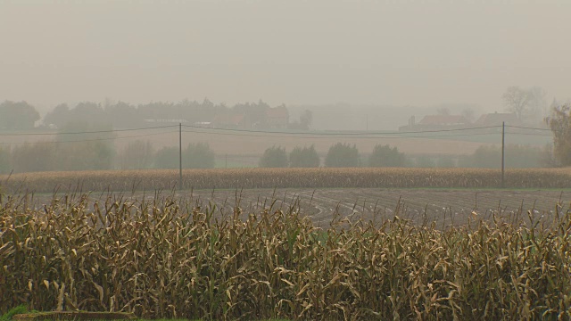 比利时，在一个雾蒙蒙的日子里，可以看到麦田远处的建筑物。视频素材