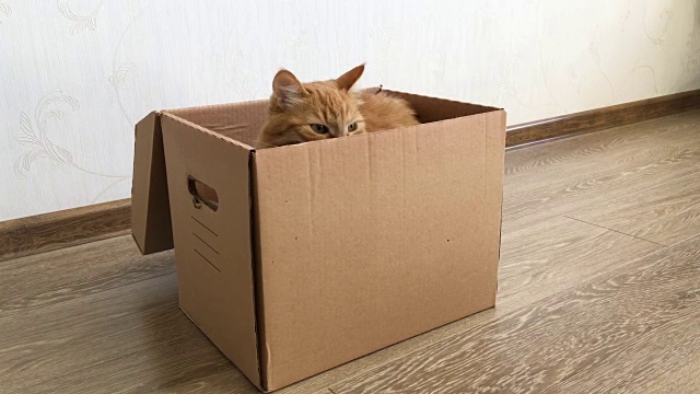 可爱的姜黄色猫坐在纸箱里。毛茸茸的宠物在躲藏视频素材
